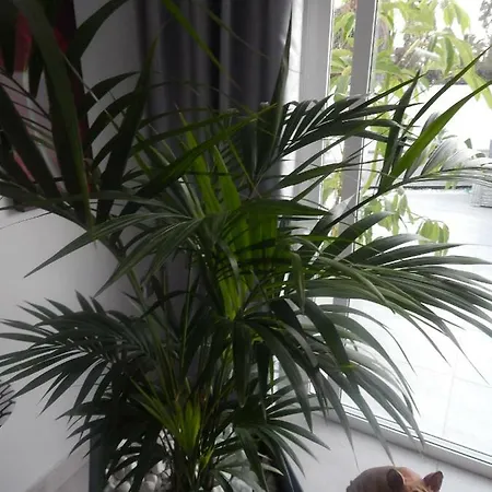 Luxury Townhouse Appartement Costa Adeje (Tenerife)